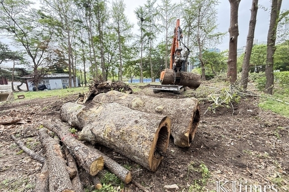 경희궁 '플라타너스 1호' 벌목…환경단체 반발 "생명 외면했다"