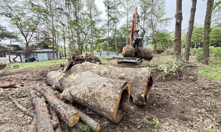 경희궁 '플라타너스 1호' 벌목…환경단체 반발 "생명 외면했다"