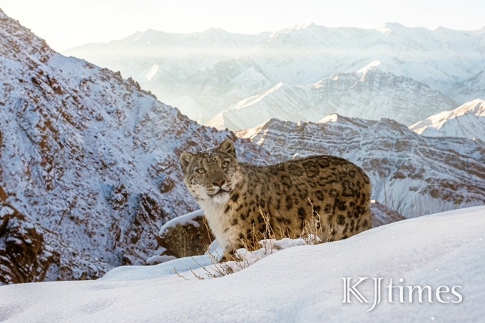 인도 히말라야 라다크(Ladakh) 산맥의 고지대에서 포착된 눈표범 (© Sascha Fonseca / WWF-UK)