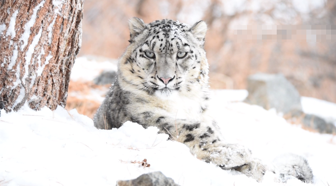 (사진=WWF)